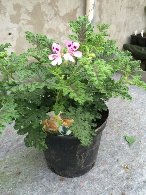 Pelargonium quercifolium 'Royal Oak' Pelargonium quercifolium 'Royal Oak'