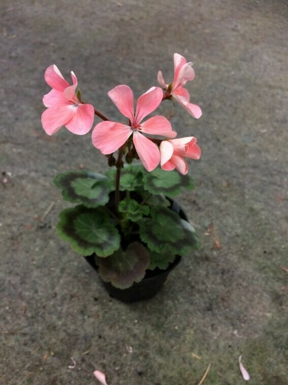 Pelargonium miniatur Tilly