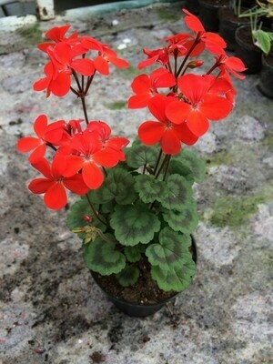 Pelargonium miniatur Red Black Vesuvius