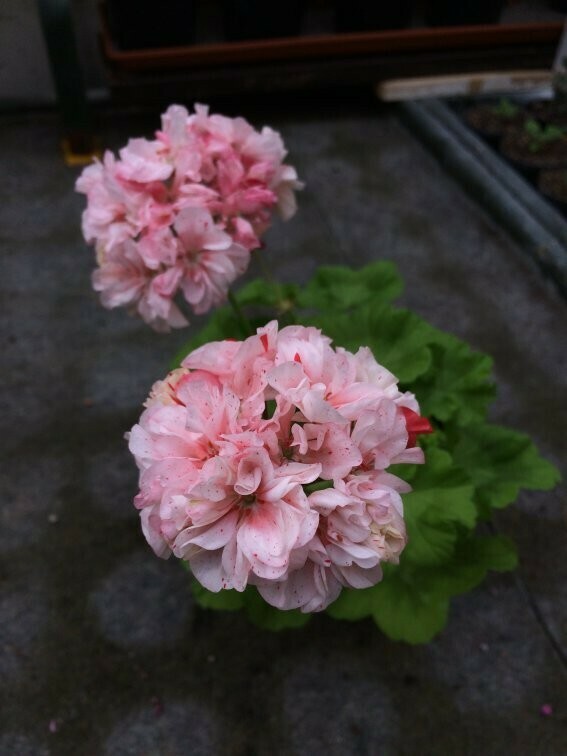 Pelargonium miniatur Elmsett