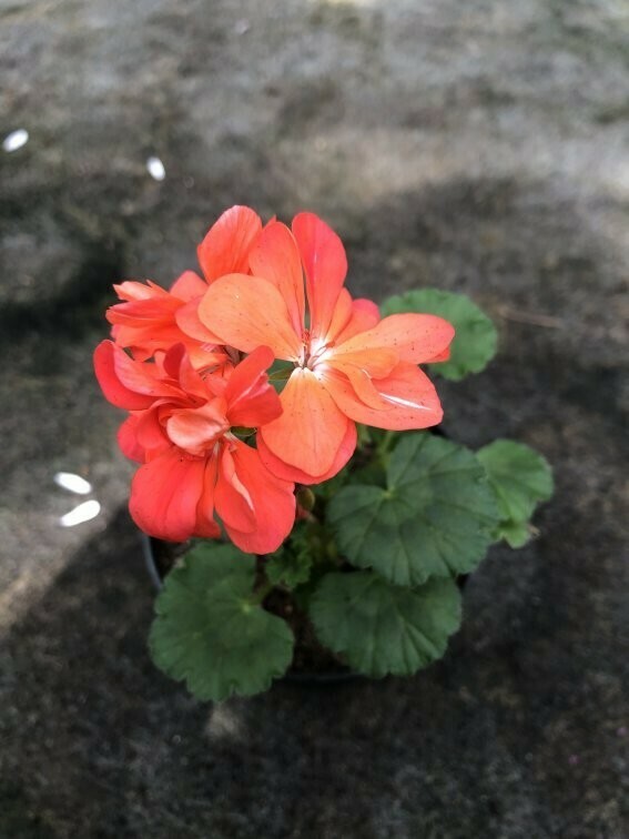 Pelargonium miniatur Mini Orion