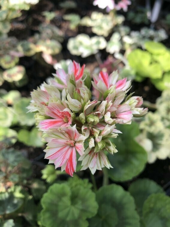 Pelargonium hortorum Mallorca