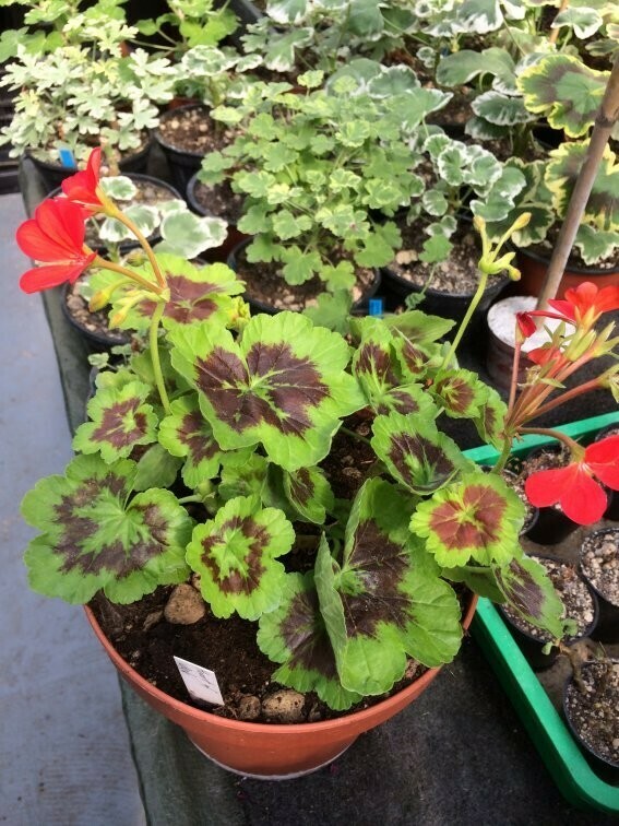 Pelargonium hortorum Heart of Oak