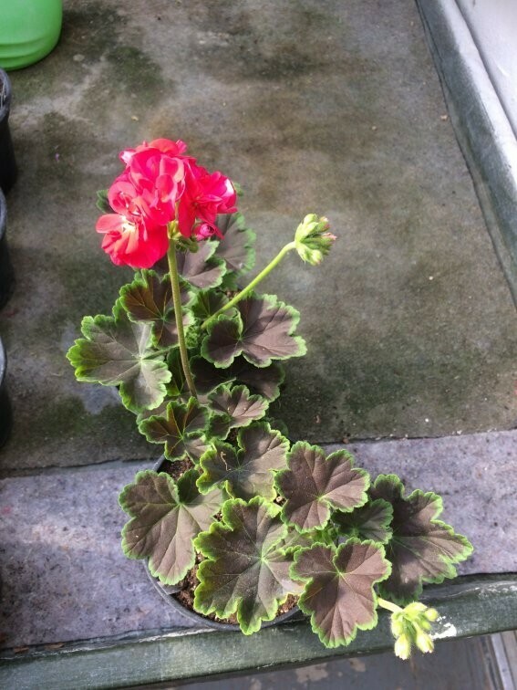 Pelargonium hortorum Brocade Cherry Night