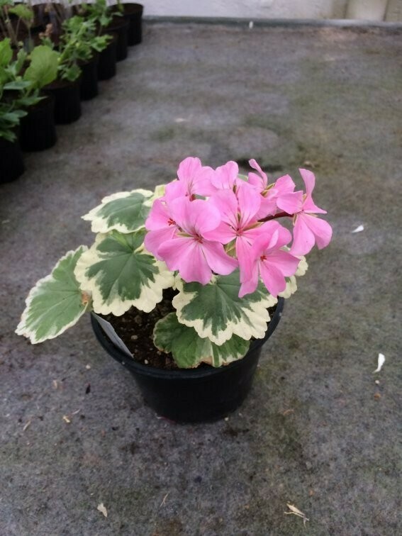 Pelargonium hortorum Hills of Snow Pelargonium hortorum Hills of Snow