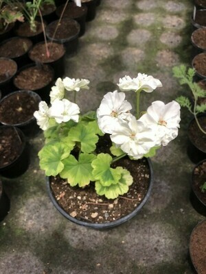 Pelargonium hortorum Ivory Snow