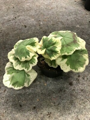 Pelargonium hortorum Lucy Gunnet