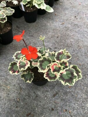 Pelargonium hortorum Miss Burdett-Coutts