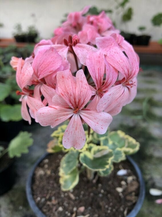 Pelargonium miniatur Golden Chalice Pelargonium miniatur Golden Chalice