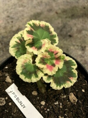 Pelargonium miniatur Jips Bunjy