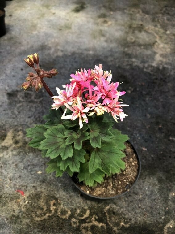 Pelargonium stellar miniatur Cowes Pelargonium stellar miniatur Cowes