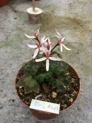 Pelargonium stellar miniatur Deerwood Pink Aura