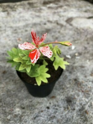 Pelargonium stellar miniatur Vectis Starbright
