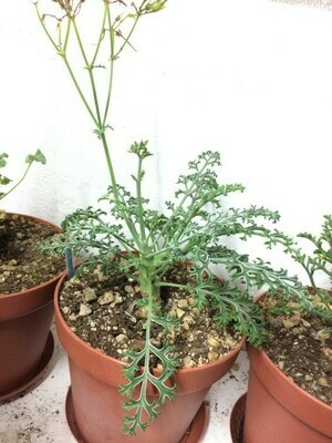 Pelargonium dasyphyllum Var.1