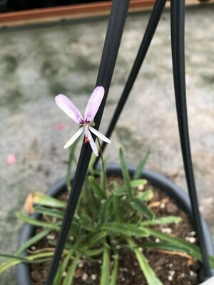 Pelargonium coronopifolium