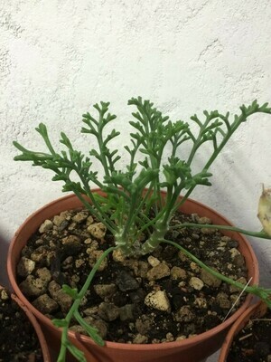 Pelargonium ceratophyllum Lüderitz Var.1