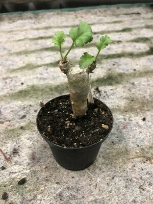 Pelargonium crithmifolium
