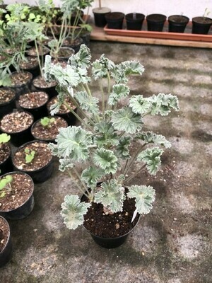 Pelargonium cortusifolium