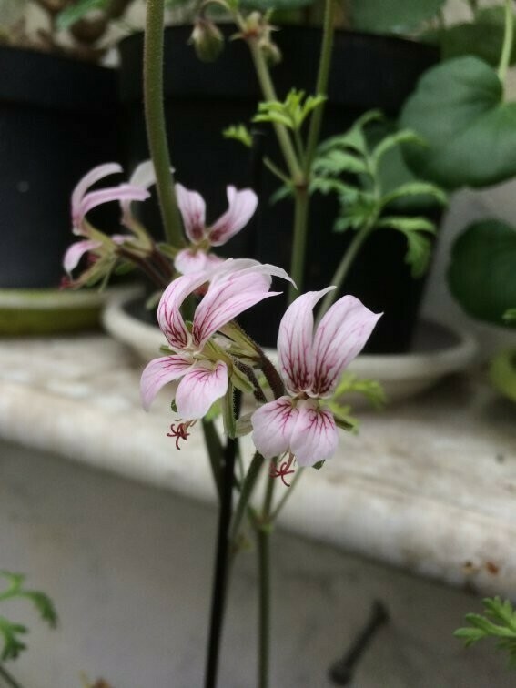 Pelargonium dolomiticum