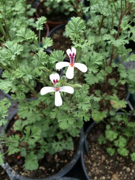 Pelargonium abrotanifolium 'Stisser' Pelargonium abrotanifolium 'Stisser'