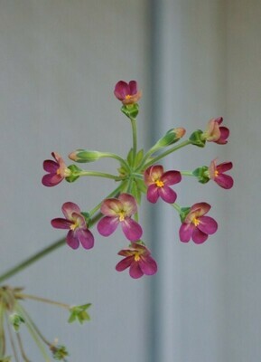 Pelargonium Gibbosina Orchid