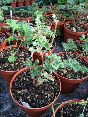 Pelargonium cortusifolium x sericifolium