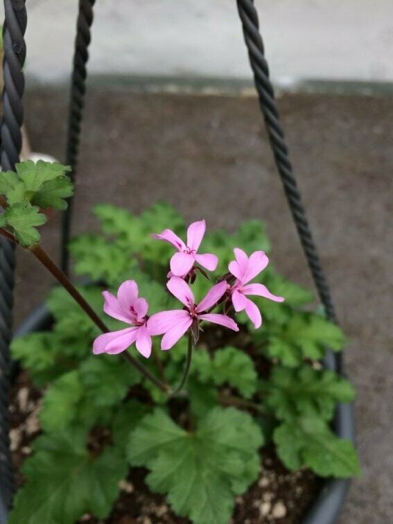 Pelargonium Deerwood Lavender Lass Pelargonium Deerwood Lavender Lass