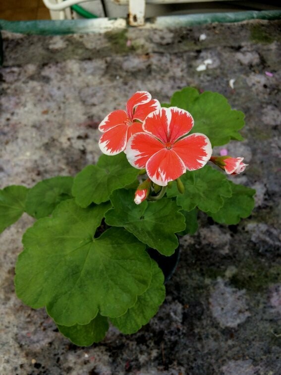 Pelargonium hortorum Mr. Wren