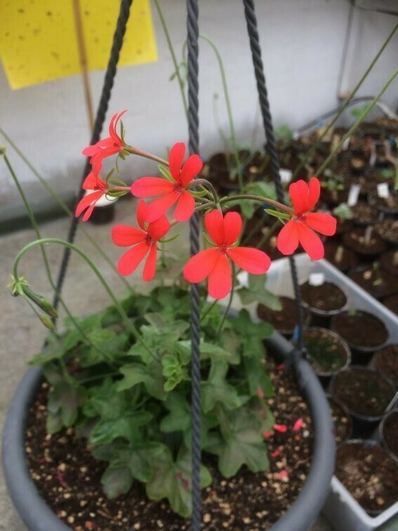 Pelargonium tongaense