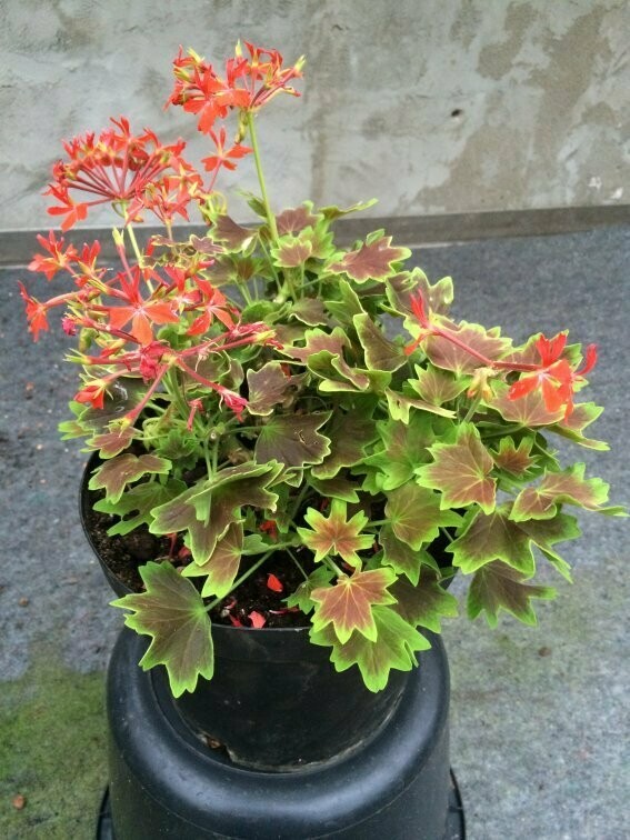 Pelargonium hortorum Vancouver Centennial