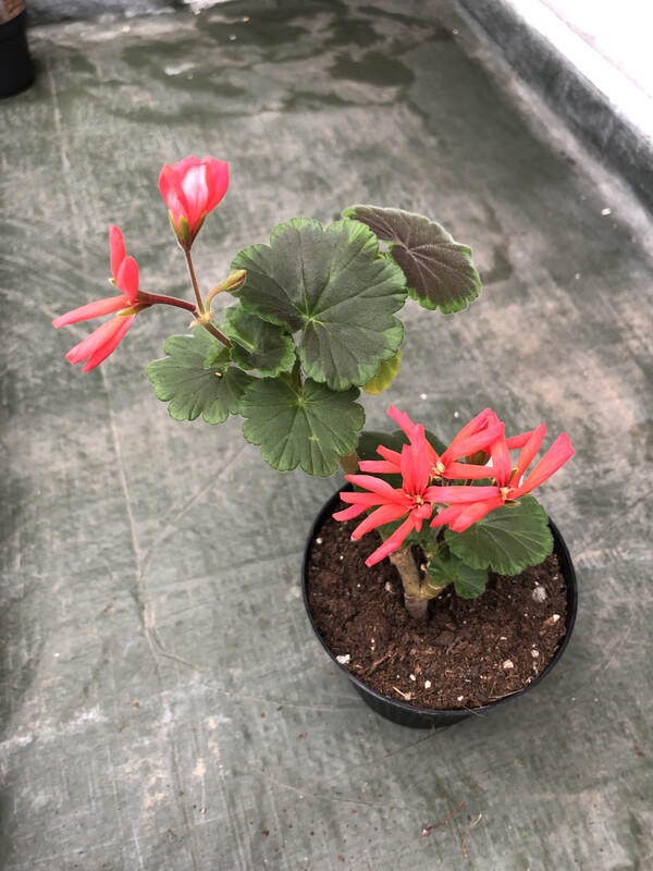 Pelargonium hortorum Black Spider