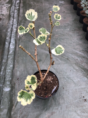 Pelargonium hortorum Monarch