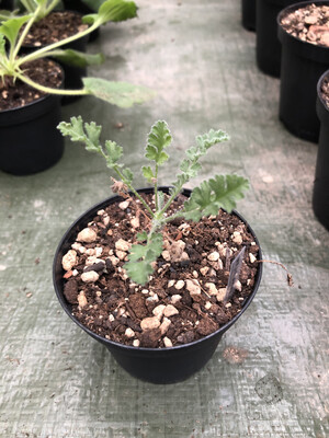 Pelargonium alternans Matjiesfontein