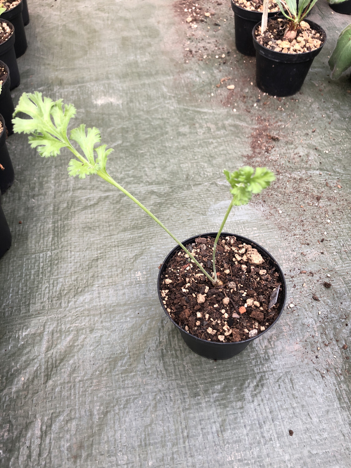 Pelargonium parviflorum Die Plate