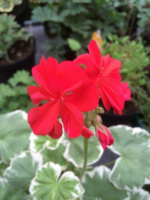 Pelargonium hortorum Wilhelm Langguth