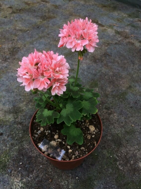 Pelargonium hortorum Zoe Kathleen