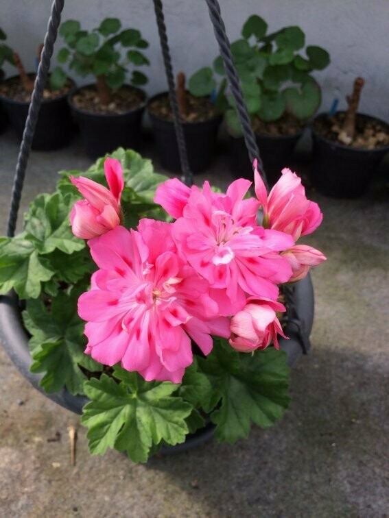 Pelargonium Unicorn Zonartic Rose Pelargonium Unicorn Zonartic Rose