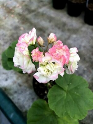Pelargonium hortorum Apple Blossom Rosebud