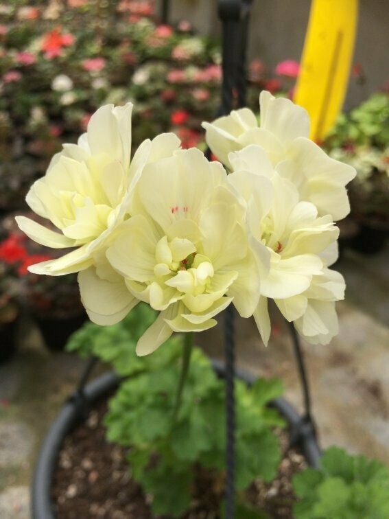 Pelargonium Unicorn Zonartic Pom Pom Pelargonium Unicorn Zonartic Pom Pom