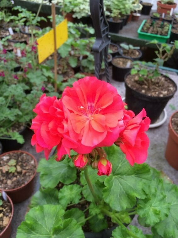Pelargonium zonartic Lara Alf