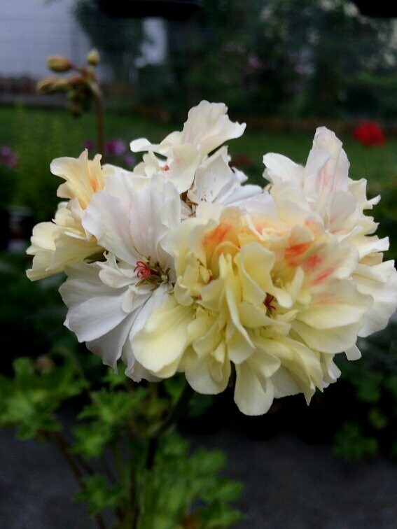 Pelargonium zonartic Diva  ZA 1