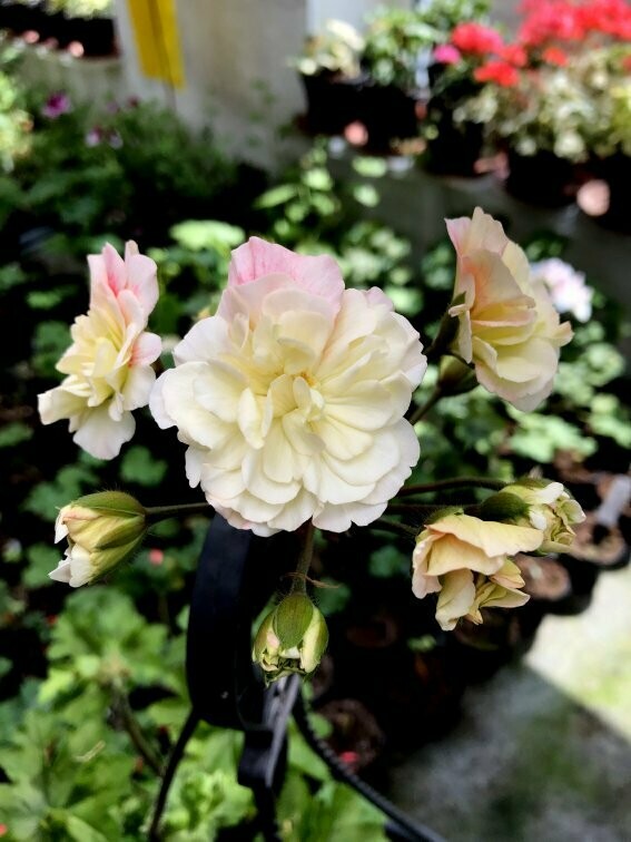 Pelargonium zonartic Rushmoor Parana Pelargonium zonartic Rushmoor Parana