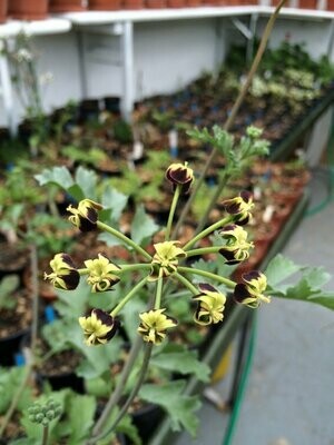 Pelargonium gibbosum 'Maroon'