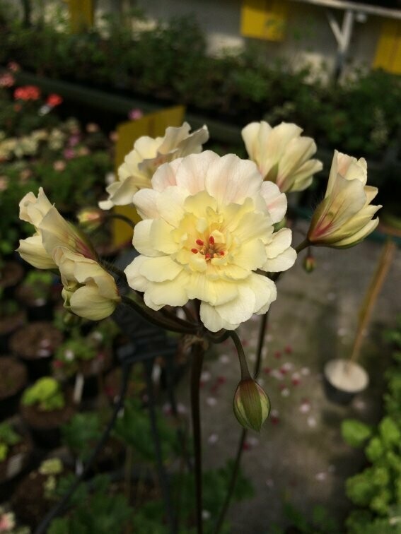 Pelargonium zonartic Sunbeam ZA AQ Pelargonium zonartic Sunbeam ZA AQ