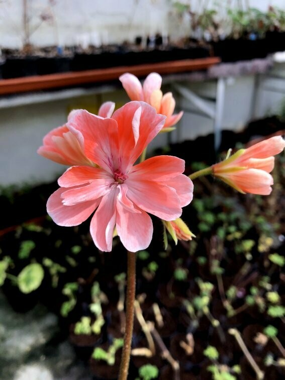 Pelargonium zonartic Rushmoor Nile