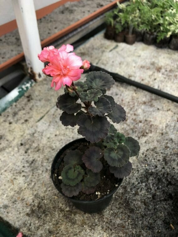 Pelargonium miniatur Memento