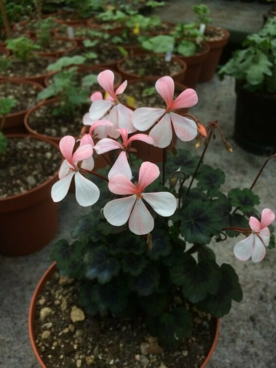 Pelargonium miniatur Steffens Blackie