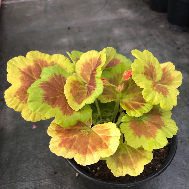 Pelargonium hortorum Occold Shield