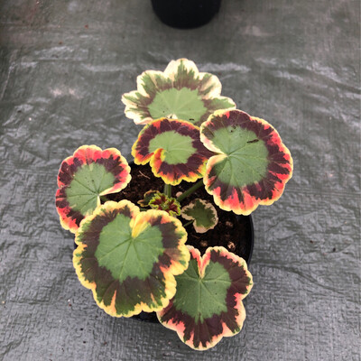 Pelargonium hortorum Contrast