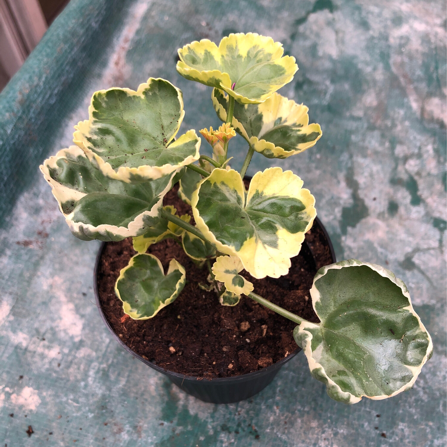 Pelargonium miniatur Stringers Souvenir